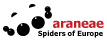 araneae - Spinnen Europas