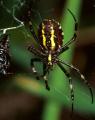 Weibchen, ventral