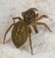 Weibchen