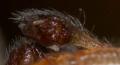Pedipalpus des Männchens