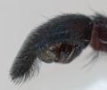 Pedipalpus des Männchens