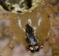 Prosoma des Weibchens