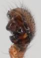Pedipalpus des Männchens