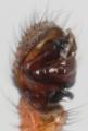 Pedipalpus des Männchens