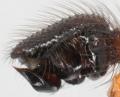 Pedipalpus des Männchens