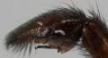 Pedipalpus des Männchens