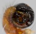 Pedipalpus des Männchens