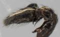 Pedipalpus des Männchens
