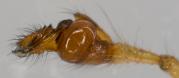 Pedipalpus des Männchens
