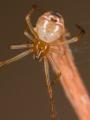 Weibchen, rote Farbform