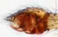 Pedipalpus des Männchens (lateral)