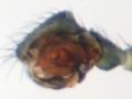 Pedipalpus des Männchens