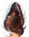 Pedipalpus des Männchens