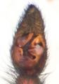 Pedipalpus