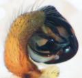 Pedipalpus