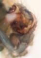 Pedipalpus